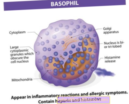 Basófilos o granulocitos basófilos: estándares BASO