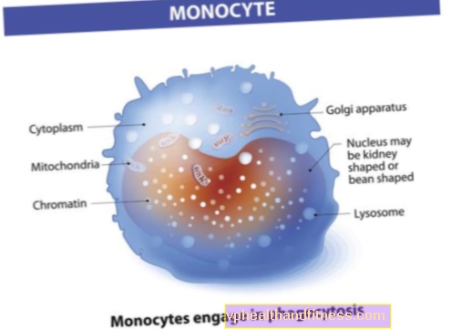 Monocitos (MONO): función, norma, exceso y deficiencia