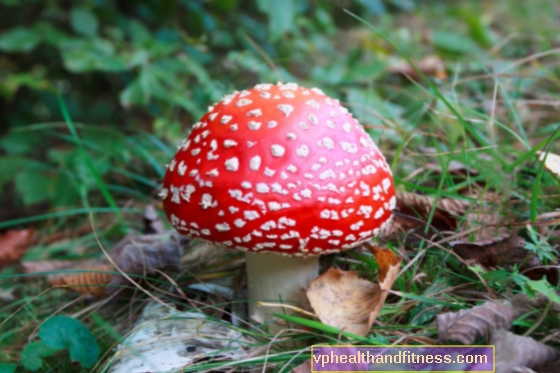 Jesu li ove gljive jestive ili otrovne? 