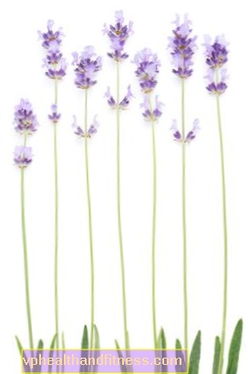 Lavendelolja: applicering. Hur man gör lavendelolja?