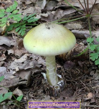 De 10 mest giftige svampe. Kontroller hvilke svampe der ikke skal plukkes 