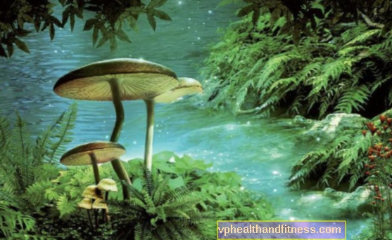 9 mitos sobre los hongos venenosos y el envenenamiento