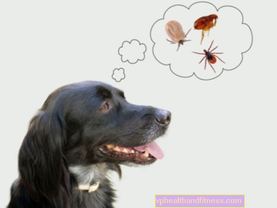 Babesiose hos hunden - årsager, symptomer, behandling
