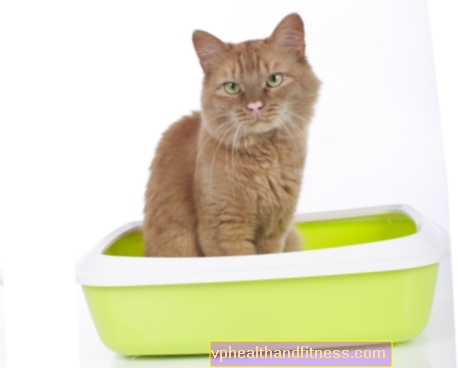Diarrea en un gato: causas, tratamiento, remedios caseros