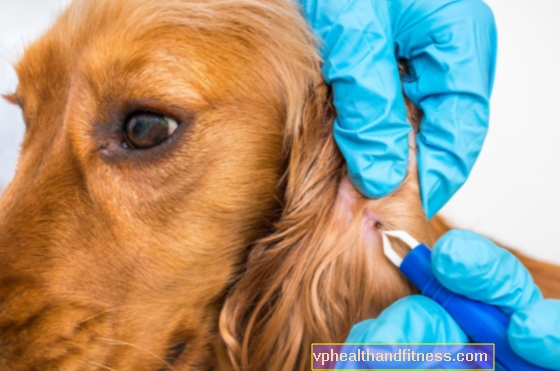 Dog Lyme-sjukdom - är det härdbart? Diagnostik och symtom