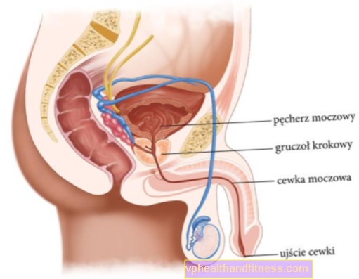 Uretra: estructura de la uretra femenina y masculina