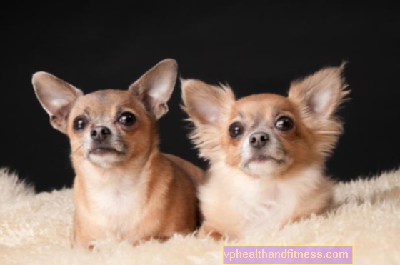 Chihuahua: de mindste hunde i verden