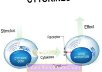 Cytokiner: deling og rolle i kroppen