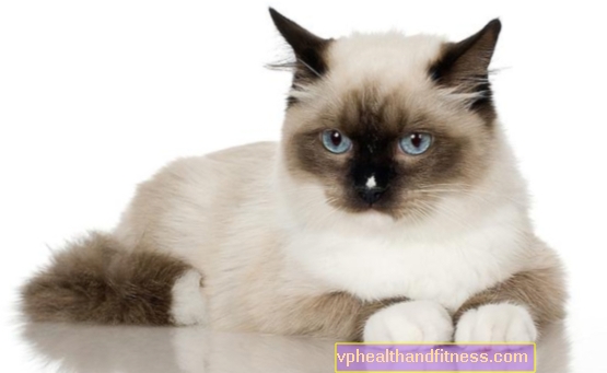 Vad kan du bli smittad av en katt? Vilka sjukdomar överför katter?