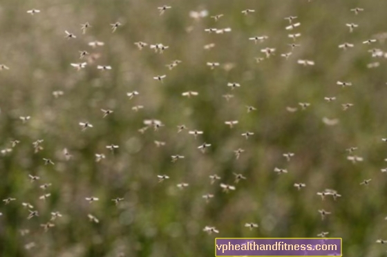 ¿Por qué hay tantos mosquitos en Polonia?