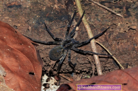 Arañas venenosas: ¿hay algo que temer en Polonia?