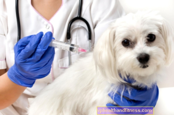 Calendario de vacunación del perro: vacunas obligatorias y recomendadas