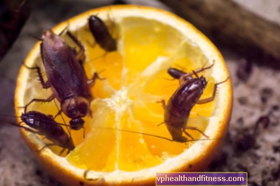 Мравките и хлебарките на фараона - как да се борим с тях?