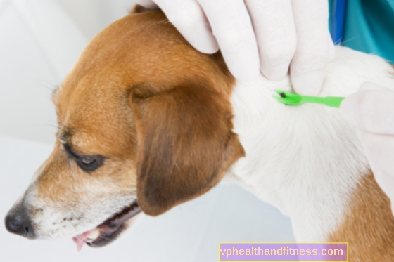 En fästing hos en hund - avlägsnande, symtom på fästingburna sjukdomar