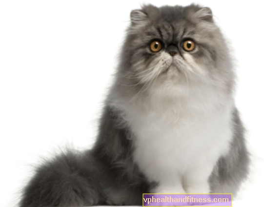 Персийска котка - взискателен денди. Характер, болести, грижи