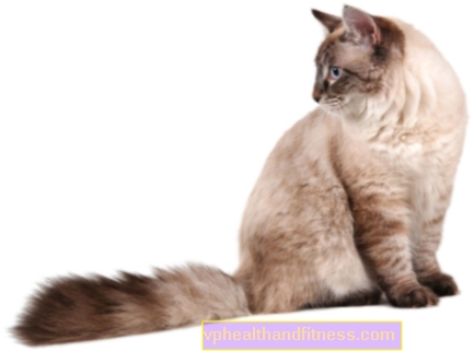แมวไซบีเรีย - แข็งแรงและฉลาด ลักษณะน้ำหนักโรค