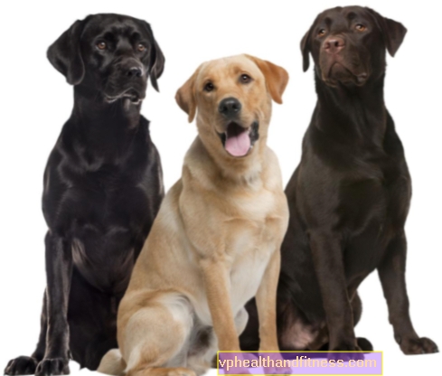 Labrador retriever: naturaleza, nutrición, enfermedades