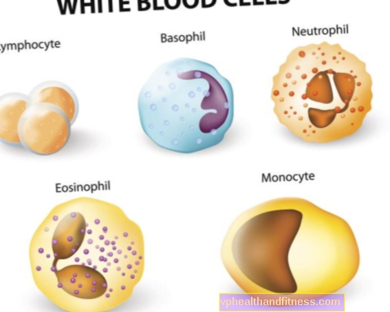 Leucociti (globuli bianchi): struttura, funzioni e divisione