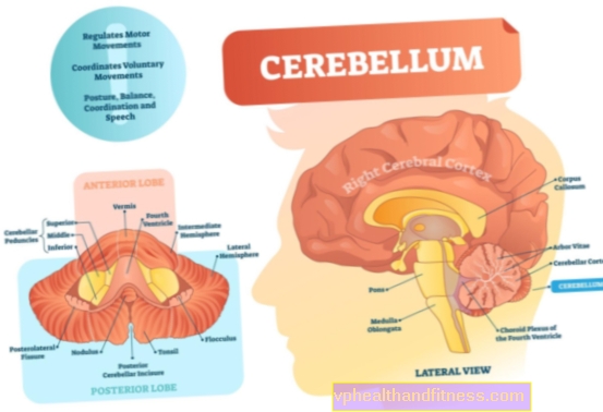 Церебелум: структура и функции. Болести и наранявания на малкия мозък