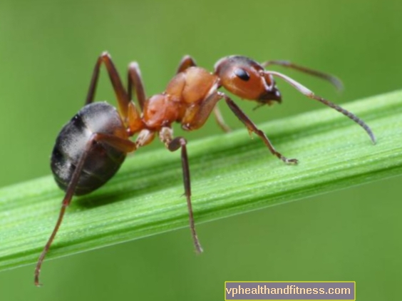 Мравки - опасни ли са за хората? Кои мравки хапят?