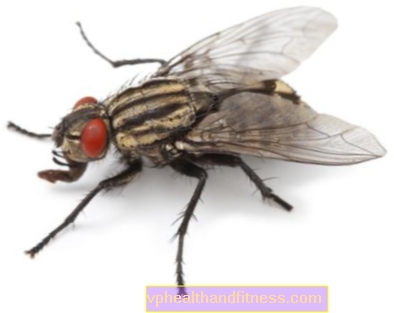Housefly - опасно ли е за хората? Как мога да се отърва от него?