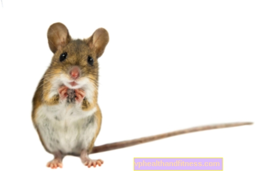 Ratón doméstico: ¿qué come, cuánto tiempo vive y cómo cuidarlo?