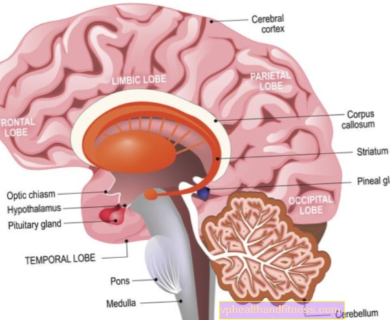 Možgani. Struktura možganov