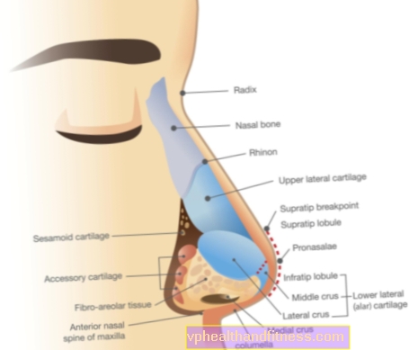 Nosis: nosies sandara, funkcijos ir ligos