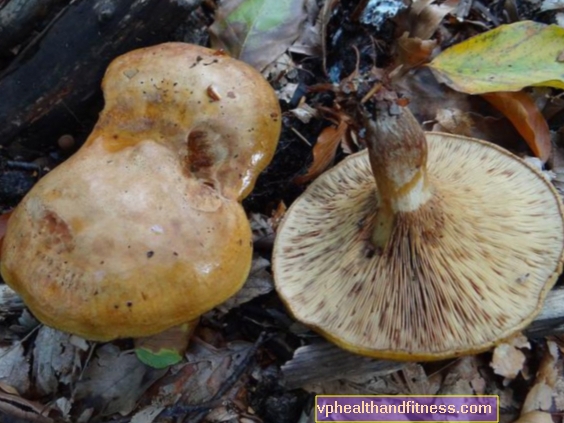 OLSZÓWKA (rolovaný krowiak) je TOXICKÁ houba. Příznaky otravy olší
