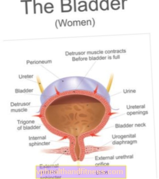 Vejiga urinaria: estructura, funciones, enfermedades.