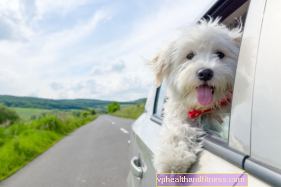 Пътуване с куче: какво да направя, за да направя пътуването с кола с домашен любимец да тича спокойно?