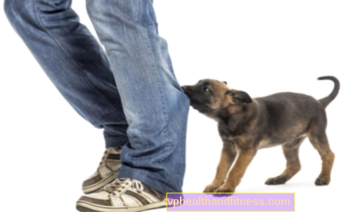 Ухапване от куче - какво да правя? Първа помощ и лечение след ухапване от куче