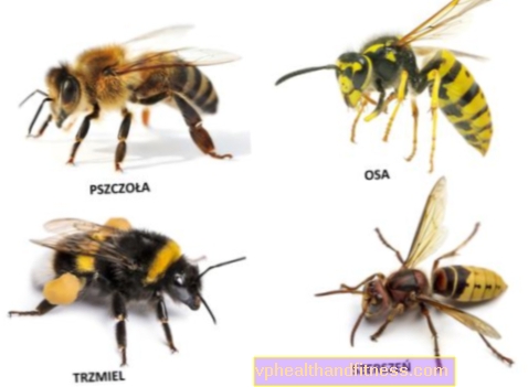 Пчела, оса, стършел, пчела - разлики