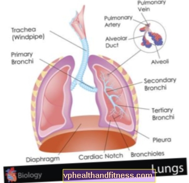 Pljuča - zgradba, funkcije, bolezni
