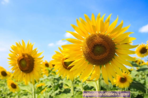 SUNFLOWER - helbredende egenskaper til solsikkeblomster