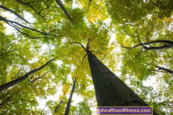 जंगल में चलना स्वस्थ है। TREES के औषधीय गुण