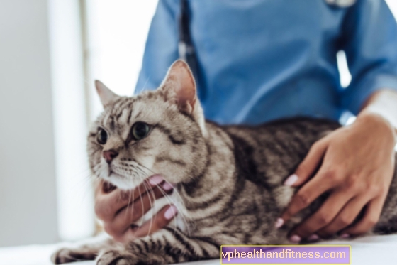 Sterilizace nebo kastrace kočky? Rozdíly mezi léčbou a účinky na zdraví