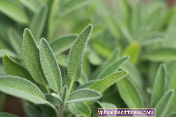 Salvia medicinal: aplicación, acción y propiedades