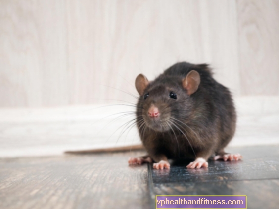 RATA salvaje y doméstica. ¿Qué enfermedades transmite una rata? Lucha contra ratas