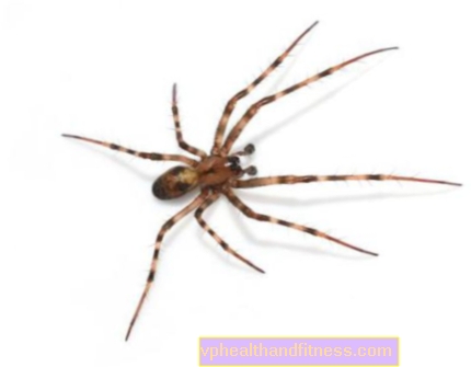Edderkopbid - symptomer og behandling. Hvilke edderkopper bider?