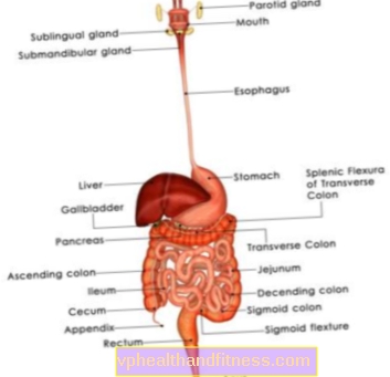 Sistema digestivo: estructura, función, enfermedades.