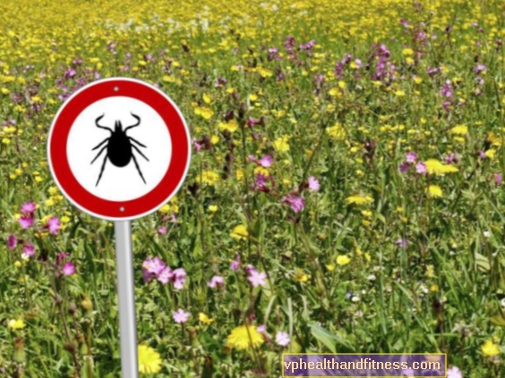 Piojos, avispas, avispones y chinches - INSECTOS que nos amenazan en el verano