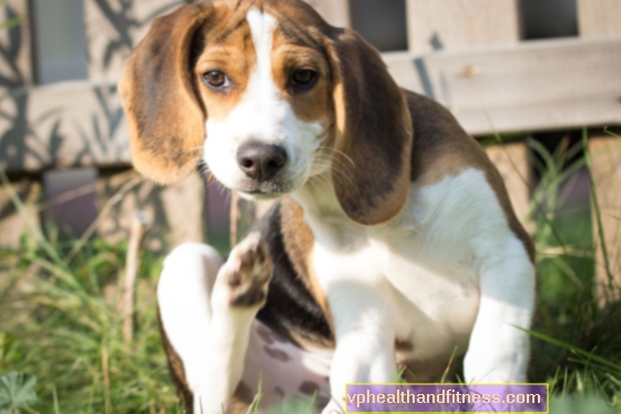 Piojos en un perro: remedios caseros y preparaciones para los piojos