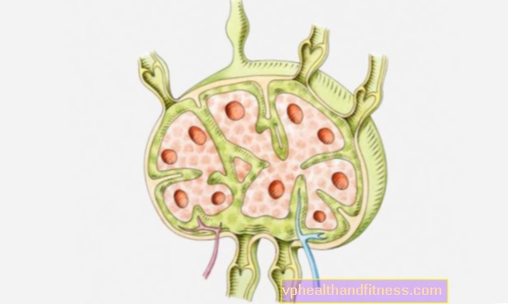 Lymfeknuder: struktur, distribution og rolle af lymfeknuder